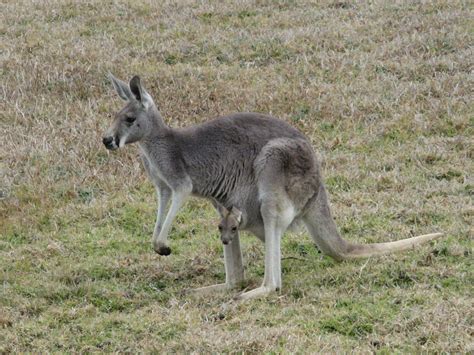 Definitive Guide To Western Gray Kangaroo Facts, Habitat, Conservation ...