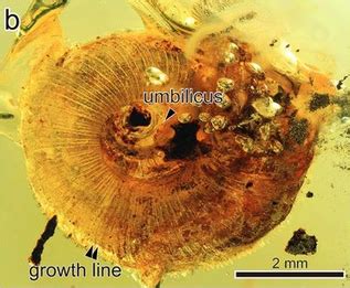 Burmese Amber | Encyclopedia MDPI