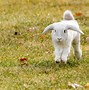 Image result for Cute Bunny Hopping