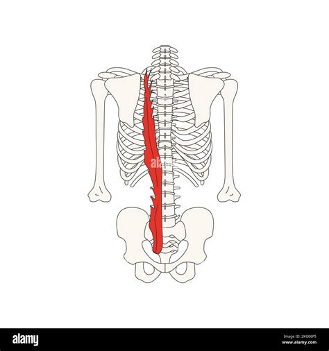 anatomie humaine drawing longissimus muscle du thorax Photo Stock - Alamy