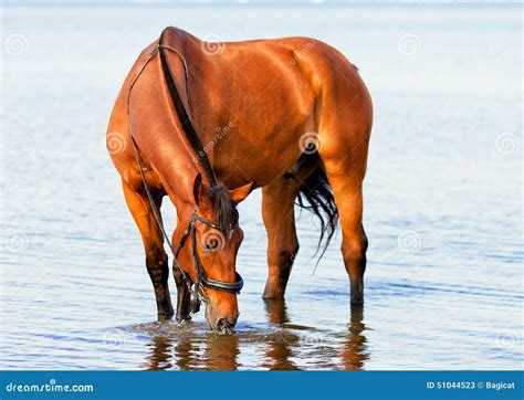 Bay horse drinking water stock image. Image of brown - 51044523