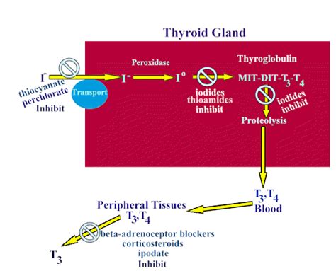 Image result for Thyroid Testing Algorithm