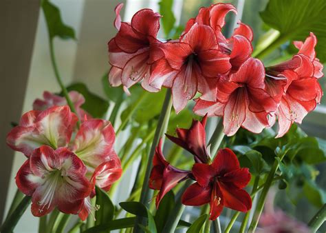 15 Flowering Plants With Large Blossoms