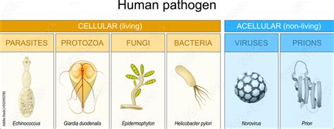 Image result for Pathogen Affect a Human Body