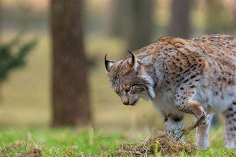 猫科の完全指南②--猞猁谱系 - 知乎