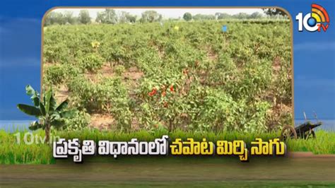 Chapata Mirchi Farming : ప్రకృతి విధానంలో చపాట మిర్చి సాగు | Nature ...
