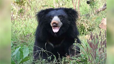 Sloth bear enters two houses, eat food items in The Nilgiris