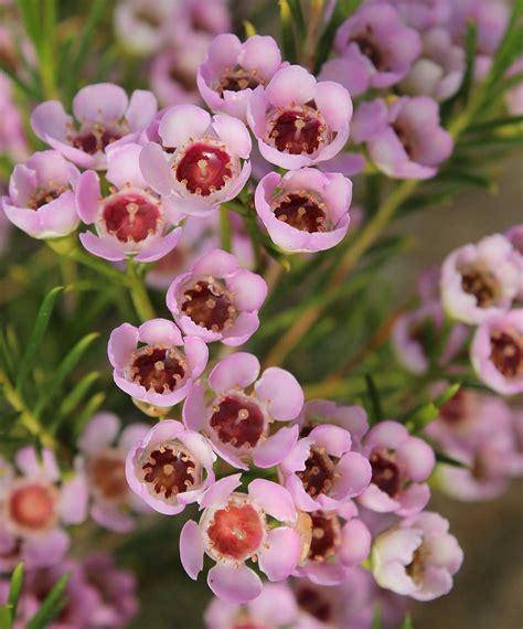 Chamelaucium Waxflowers | Plants A-Z | The Gardener : The Gardener