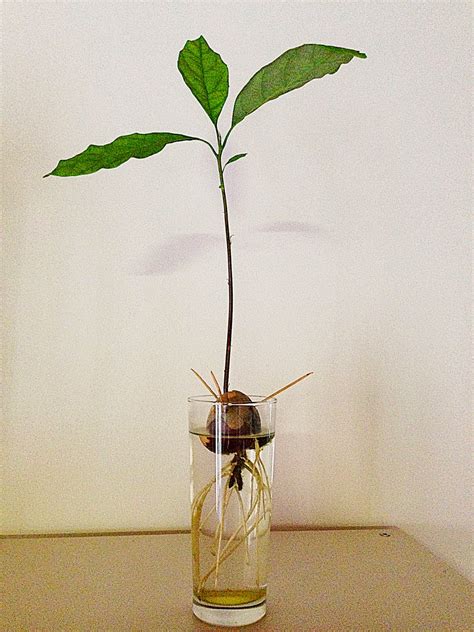 Daughter Of Pearl: How To Grow An Avocado Tree From Seed
