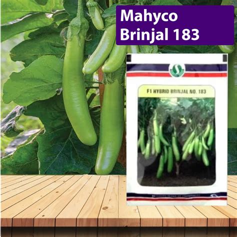 Mahyco Brinjal 183 Seeds - 10 GM – Agriplex