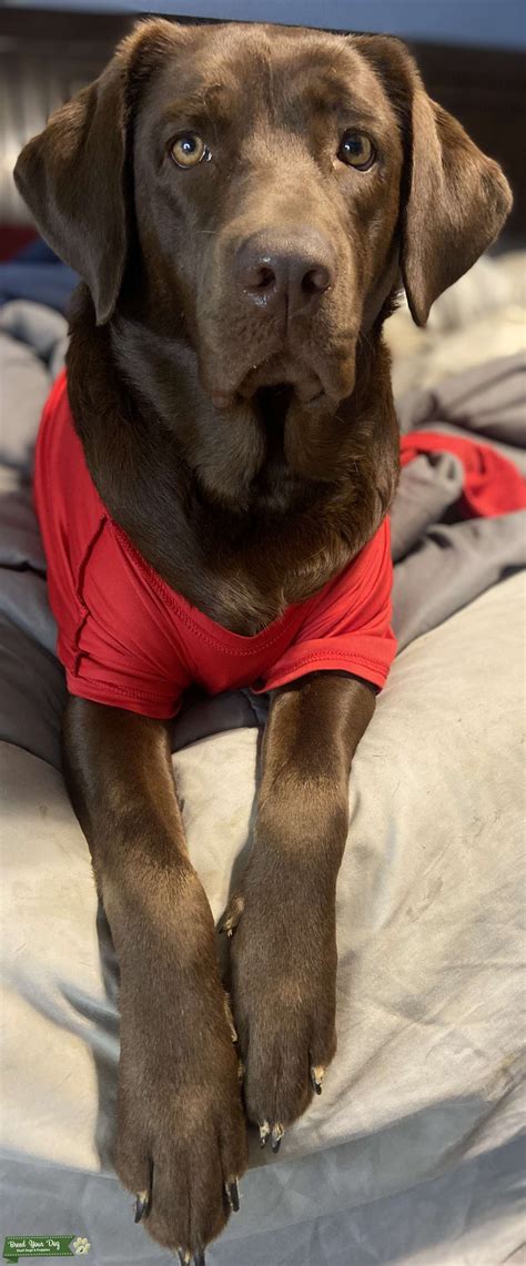 Chocolate Labrador Retriever - Stud Dog in Mount Washington, KY, United ...