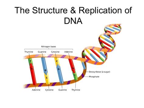 DNA Structure and Replication 的图像结果
