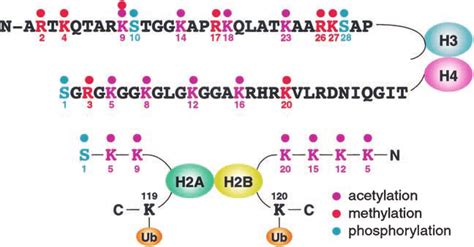 Image result for Modification of Histone Tails