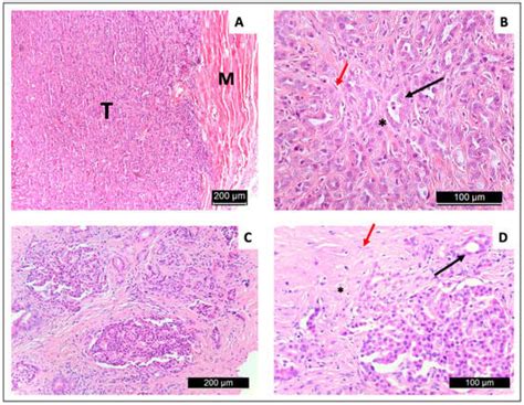 Multiparametric Characterization of the DSL-6A/C1 Pancreatic Cancer ...