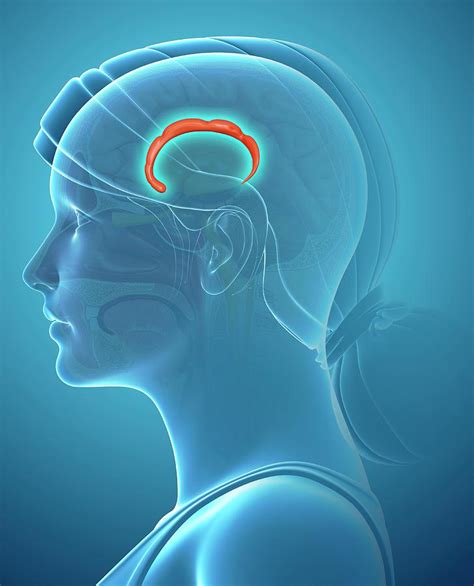 Cingulate Gyrus Function 的图像结果