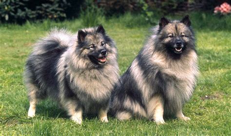 Fluffiest Dog Breeds – Petsworld