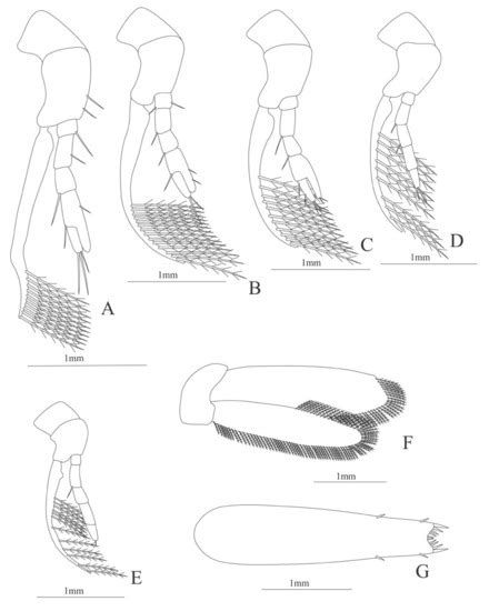 A Mysterious World Revealed: Larval-Adult Matching of Deep-Sea Shrimps ...