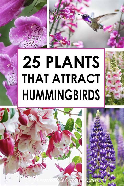 Hummingbird plants 25 of the best flowers that attract hummingbirds ...