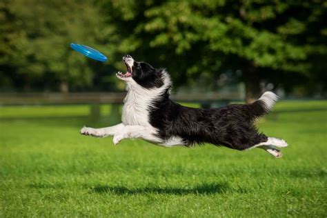 Border Collie Training in Naperville, IL. DTE