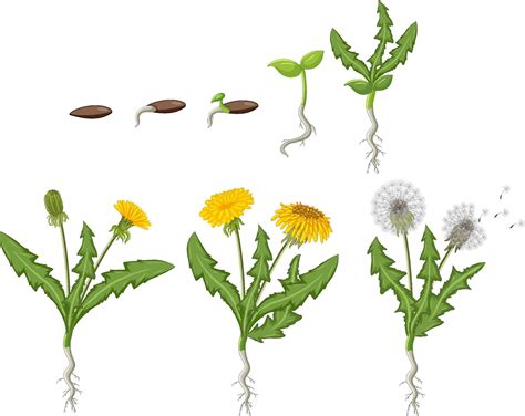 Set of dandelion life cycle 7104070 Vector Art at Vecteezy
