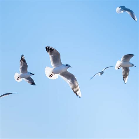 First Flight 的图像结果