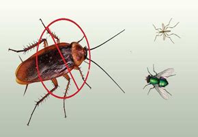 Blue Yacht Home Protect Pest Control Services – About us