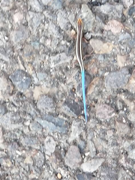 Blue-tailed skink? : r/Medford