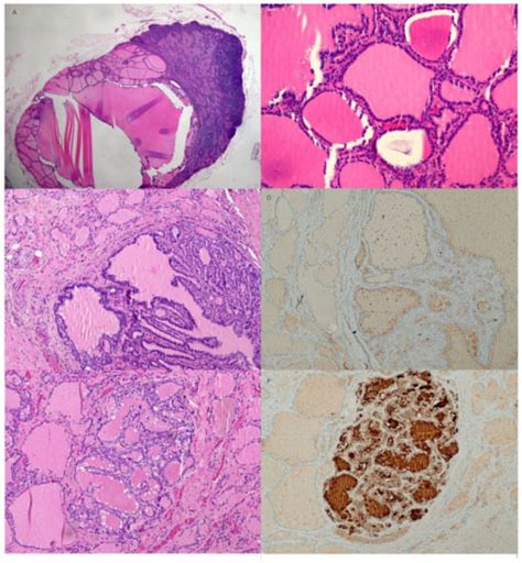 Diagnostics | February-1 2023 - Browse Articles