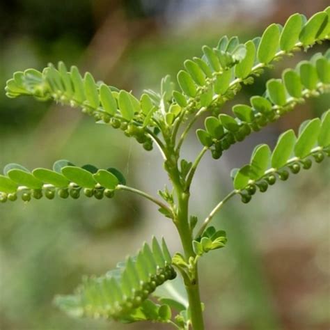 Keezharnelli / Gale of the wind (Phyllanthus niruri) Ornamental/Medici ...