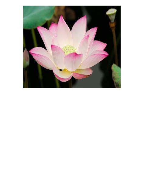 Image result for Lotus CorelDraw File