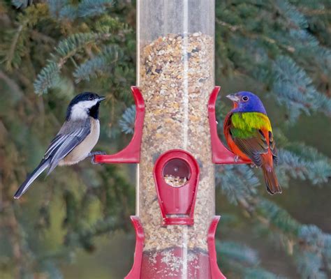 The Ultimate Guide: Best Bird Feeders for Large Birds in 2025 - Keep ...