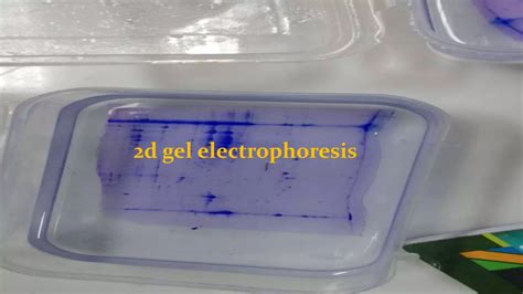 2D GEL ELECTROPHORESIS | PPTX