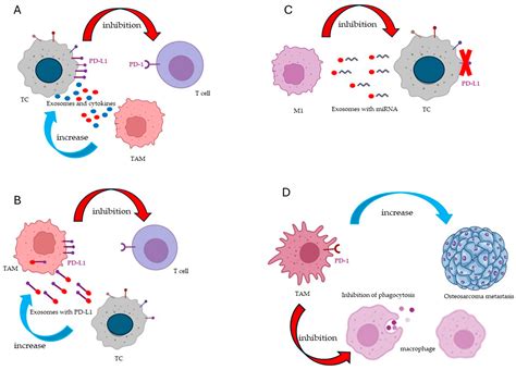 New Strategies for Macrophage Re-Education in Cancer: An Update