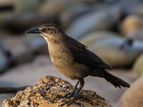 Blackbirds In Texas - Pictures And ID Guide
