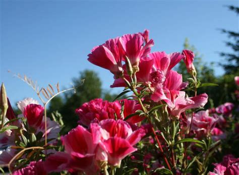 JRYU Clarkia Elegance Double mixed flower Seed Price in India - Buy ...