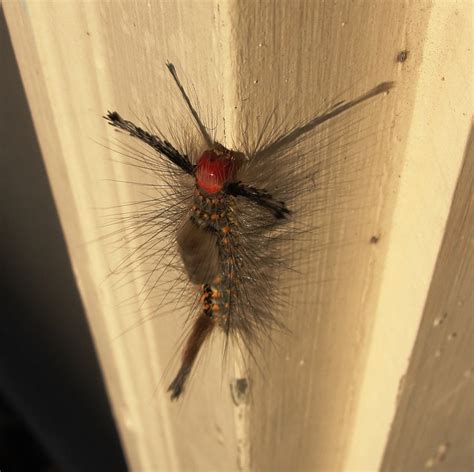 Image result for Alien Caterpillar Creature Halloween