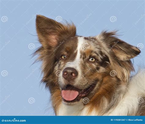 Astigmatism stock image. Image of animal, pupil, background - 119281347