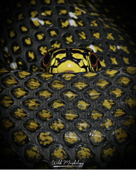 #wildlifewednesday #educational #ratsnake #reptilea #snakeappreciation ...