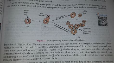 Explain : yeast cells reproduce by budding? - Brainly.in