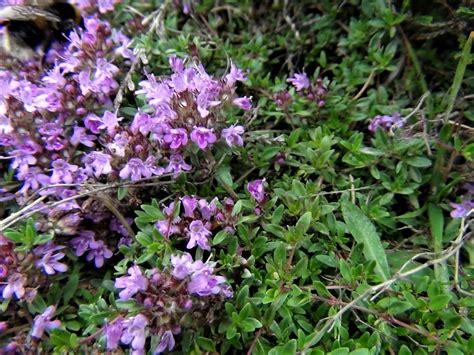 Thyme Season In India at Katie Jenkins blog