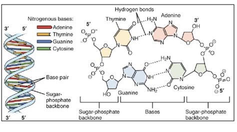 Image result for DNA Tutorial