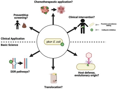 Shining a Light on Colibactin Biology