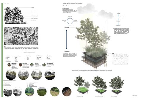 Canopy Gaps and Relation with understorey | CEPT - Portfolio