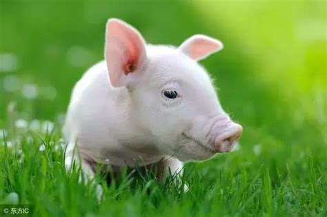 猪是“Pig”小猪翻译为small pig那就错的离谱了！|猪仔|短语|生铁_新浪新闻