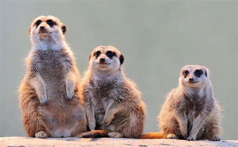 Image result for CSS Loading Animation Verification
