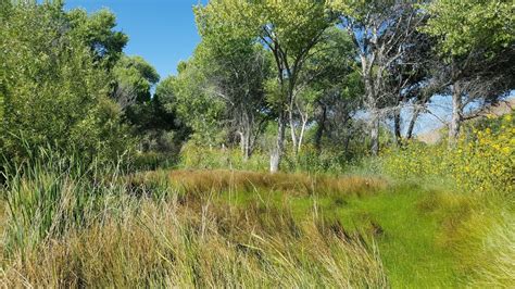Kern River Preserve | FWS.gov