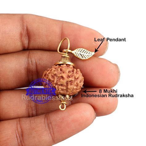 8 Mukhi Rudraksha from Indonesia - Bead No. 180 (with leaf accessory ...