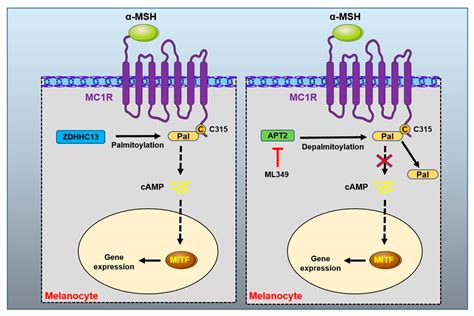 Melanogenesis and the Targeted Therapy of Melanoma