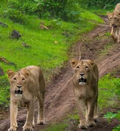Gir National Park Photo Gallery