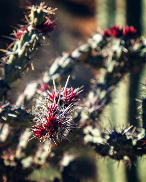 Valley View Overlook Trail (Saguaro National Park West) — Flying Dawn ...